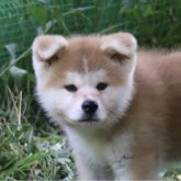秋田犬
