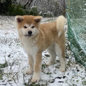 秋田犬【岐阜県・男の子・2023年8月20日・赤】の写真「眼型が良く品のある顔だちの男の子」