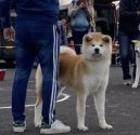 秋田犬【・男の子・2021年4月27日・赤】