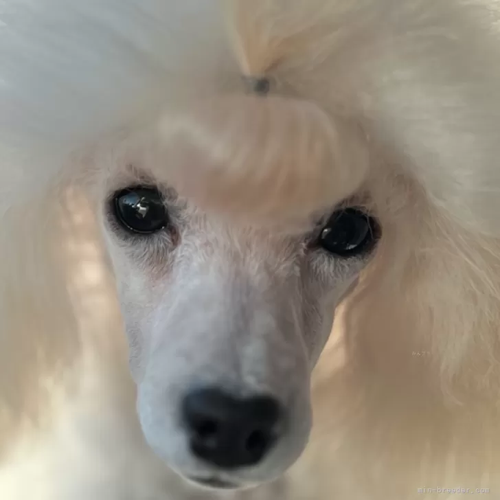 ID：2501-03098の子犬