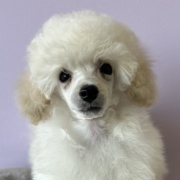 トイプードル(トイ)【京都府・男の子・2024年10月18日・ホワイト】の写真「真っ白でシロクマちゃんみたいで可愛いです。」