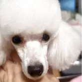 タイニープードル