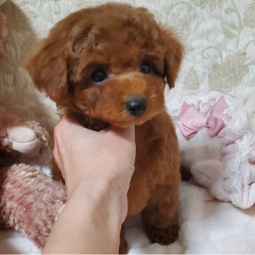 トイプードル(タイニー)【京都府・男の子・2024年9月13日・レッド】の写真「小さめ🐶可愛いお顔で元気な男の子です🎶」