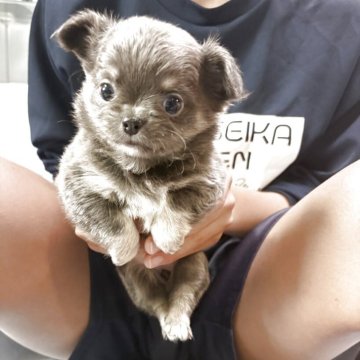 チワワ(ロング)【京都府・女の子・2025年12月29日・ブルータン】の写真「キレイなブルータン🩵の丸顔鼻ぺちゃちゃん🩷」