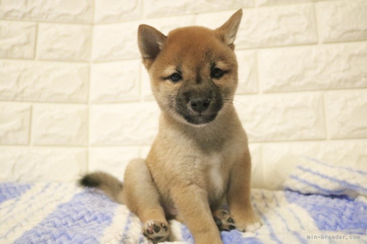 原田由美ブリーダーのブログ：🐾ご家族が決まりました🐾