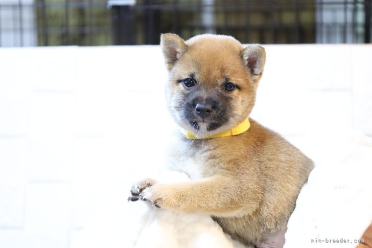 原田由美ブリーダーのブログ：🐾販売中🐾
