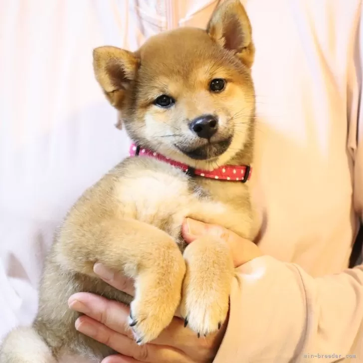 ID:2504-04841の子犬
