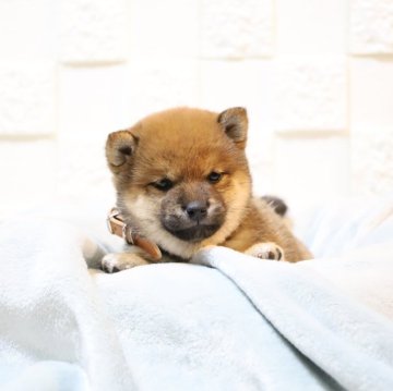 愛知県の豆柴の子犬を探す｜ブリーダー直販の子犬販売【みんなの