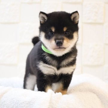 柴犬(豆柴)【大分県・男の子・2025年10月22日・黒】の写真「🐾仲良し3兄弟🐾」