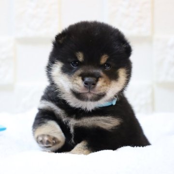 柴犬(豆柴)【大分県・男の子・2025年10月22日・黒】の写真「🐾仲良し3兄弟🐾」