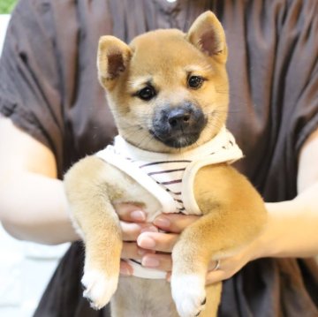 柴犬(豆柴)【大分県・女の子・2025年8月21日・赤】の写真「🐾すぐにお迎えできます🐾」