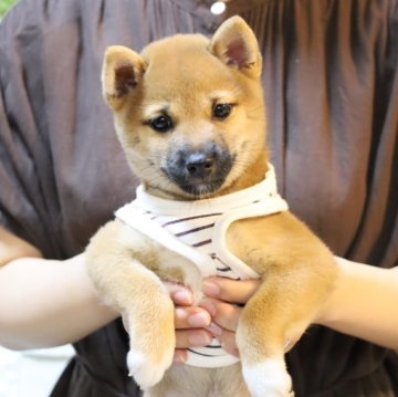 柴犬(豆柴)【大分県・女の子・2025年8月21日・赤】の写真「🐾すぐにお迎えできます🐾」