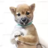 豆柴
