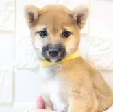 豆柴