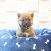 豆柴