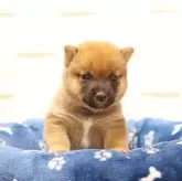 豆柴