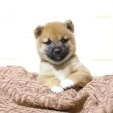 豆柴