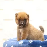 豆柴