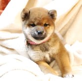 柴犬(豆柴)