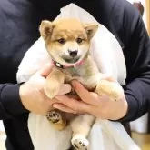 豆柴