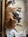 豆柴【大分県・男の子・2025年6月6日・赤】の写真12