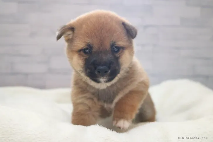 ぺ 様のお迎えした子犬