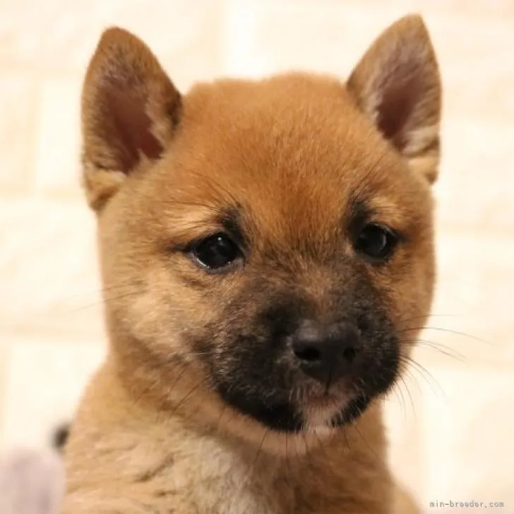 ID:2206-02615の子犬