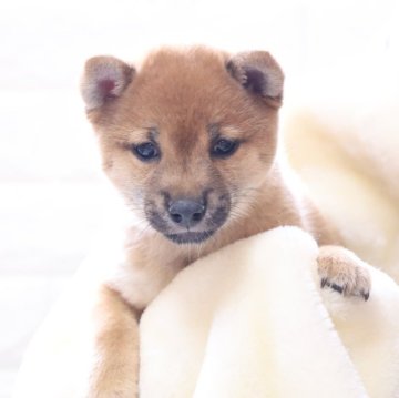 柴犬(豆柴)【大分県・男の子・2024年2月11日・赤】の写真「🐾可愛い男の子🐾」