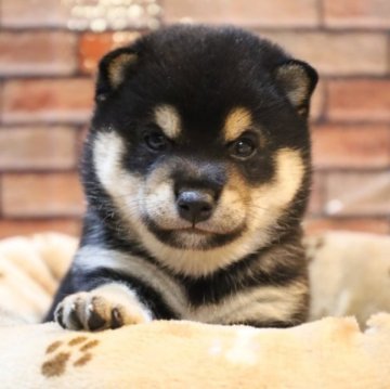 柴犬(豆柴)【大分県・男の子・2023年10月22日・黒】の写真「🐾綺麗な柄の男の子🐾」