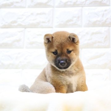 柴犬(豆柴)【大分県・男の子・2023年11月2日・赤】の写真「🐾元気な男の子🐾」