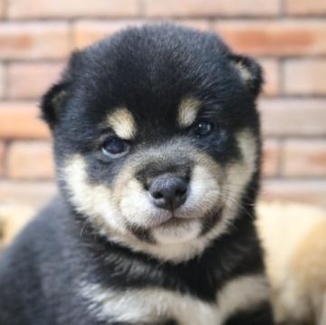 柴犬(豆柴)【大分県・男の子・2022年9月9日・黒】の写真「🐾仲良し三兄弟🐾」