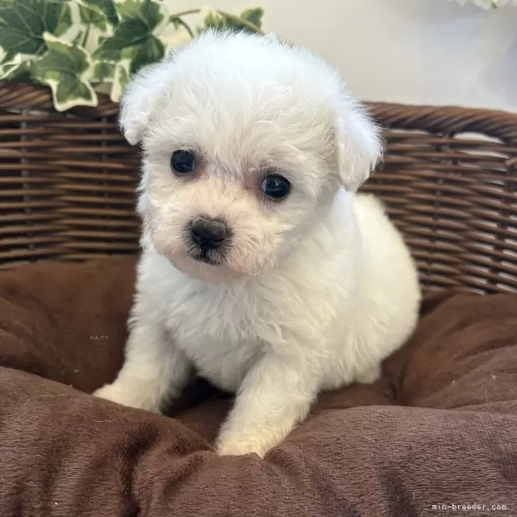 ID:2501-04429の子犬