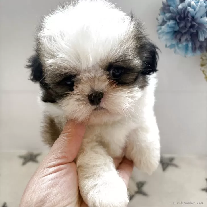 ID：2509-08024の子犬