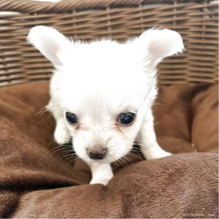 ID：2509-01896の子犬