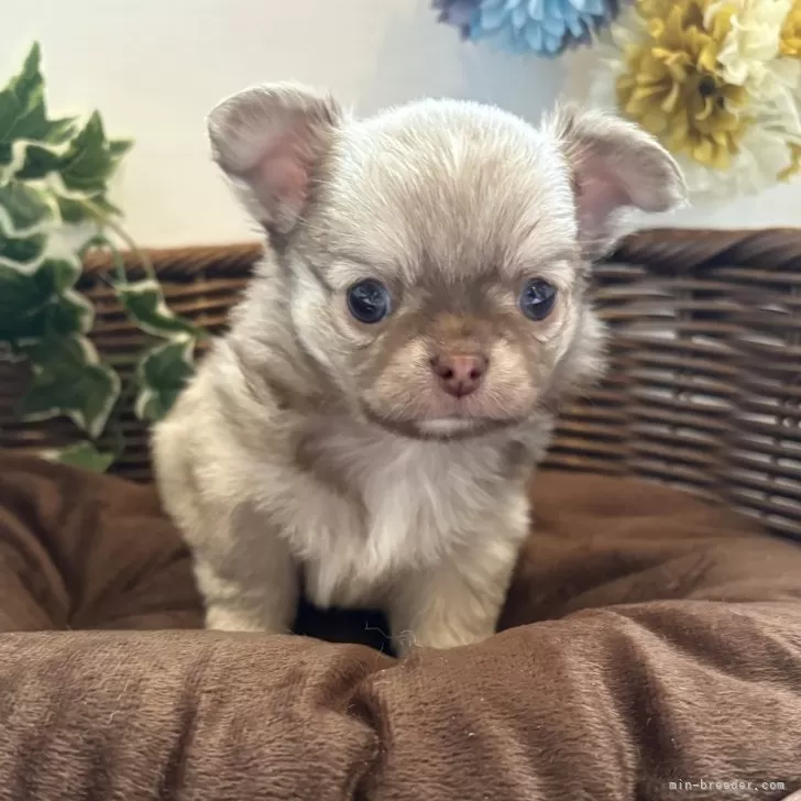 ID：2412-03433の子犬