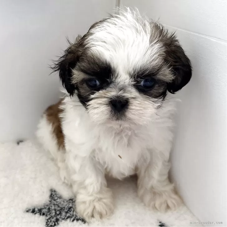 ID:2504-03065の子犬