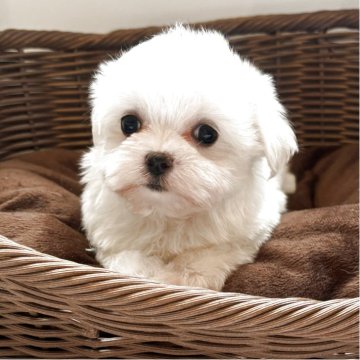 マルチーズ【愛知県・女の子・2025年8月18日・ホワイト】の写真「お父さんもお母さんも小さめな激カワな女のコです」