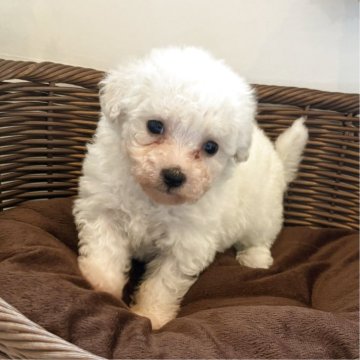 ビションフリーゼ【愛知県・女の子・2025年10月22日・ホワイト】の写真「元気な女のコ‼︎他にも兄妹がいますよ」