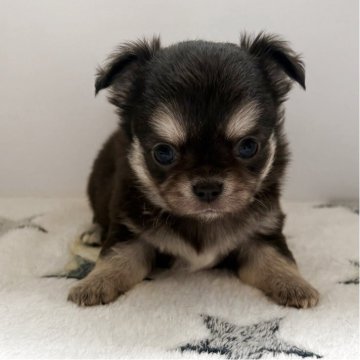 チワワ(ロング)【愛知県・女の子・2025年4月27日・ブラッククリーム&ホワイト】の写真「お母さん似のかわいい女のコです」