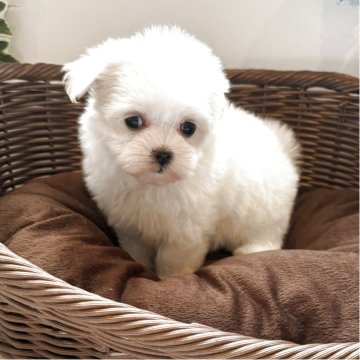 マルチーズ【愛知県・女の子・2025年8月18日・ホワイト】の写真「お父さんもお母さんも小さめの激カワの女のコです」