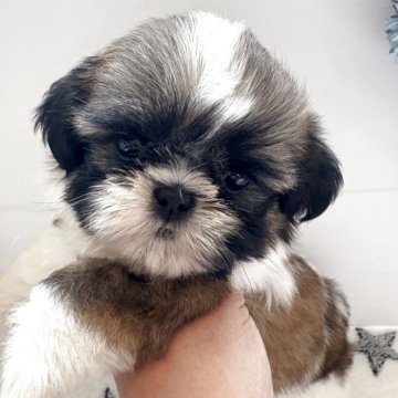 シーズー【愛知県・女の子・2025年8月10日・ゴールド&ホワイト】の写真「かわいい女のコです」