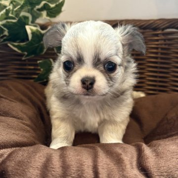 チワワ(ロング)【愛知県・女の子・2024年10月30日・フォーンホワイト】の写真「愛くるしい女のコです😊写真と動画更新しました」