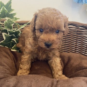 トイプードル(トイ)【愛知県・男の子・2024年10月1日・レッド】の写真「かわいい男のコです😊」