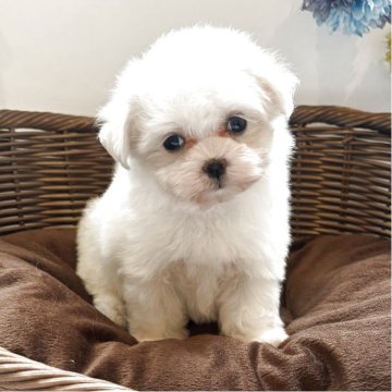 マルチーズ【愛知県・女の子・2025年8月18日・ホワイト】の写真「お父さんもお母さんも小さめの激カワな女のコです」