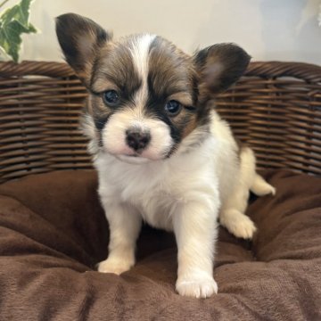 パピヨン【愛知県・女の子・2024年11月1日・ホワイト&ブラウン】の写真「キレイな顔立ちの女のコ😊写真と動画更新しました」