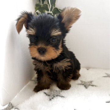 ヨークシャーテリア【愛知県・男の子・2025年8月10日・スチールブルータン】の写真「小ぶりの男のコです」