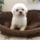 ビションフリーゼ