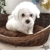 ビションフリーゼ