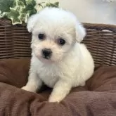 ビションフリーゼ【愛知県・女の子・2024年12月10日・ホワイト】の写真1