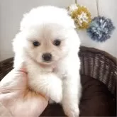 ポメラニアン